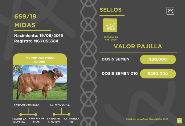 20 Pajillas Toro Midas<br><span class="subtitulo-producto">GYR</span> - Imagen 3
