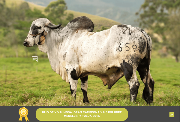 20 Pajillas Toro Midas<br><span class="subtitulo-producto">GYR</span> - Imagen 2