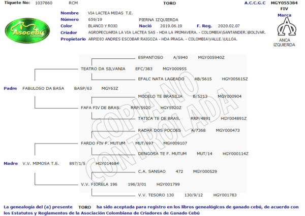 20 Pajillas Toro Midas<br><span class="subtitulo-producto">GYR</span> - Imagen 4