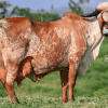 Primera Cuota Cría Viva Azucena<br><span class="subtitulo-producto">GYR</span> - Imagen 2