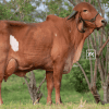 Primera Cuota Cría Viva Perfecta<br><span class="subtitulo-producto">GYR</span>