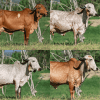 10 Embriones Congelados Girolando Plus<br><span class="subtitulo-producto">GYR</span>