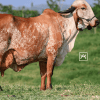 Primera Cuota Cría Viva Azucena<br><span class="subtitulo-producto">GYR</span>