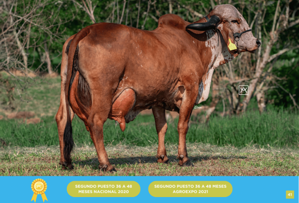 Primera Cuota Cría Viva GS Galilea<br><span class="subtitulo-producto">GYR</span> - Imagen 3