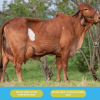 Primera Cuota Cría Viva Perfecta<br><span class="subtitulo-producto">GYR</span> - Imagen 3