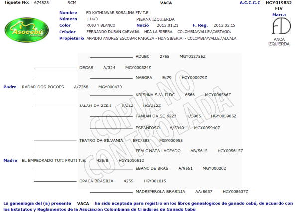 Primera Cuota Cría Viva Rosalina<br><span class="subtitulo-producto">GYR</span> - Imagen 4
