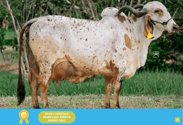 Primera Cuota Cría Viva Rosalina<br><span class="subtitulo-producto">GYR</span> - Imagen 2