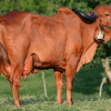 Primera Cuota Cría Viva Lucrecia<br><span class="subtitulo-producto">GYR</span> - Imagen 4