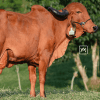 Primera Cuota Cría Viva Lucrecia<br><span class="subtitulo-producto">GYR</span>