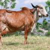 Granadilla Cuota Cría Viva<br><span class="subtitulo-producto">GYR</span>